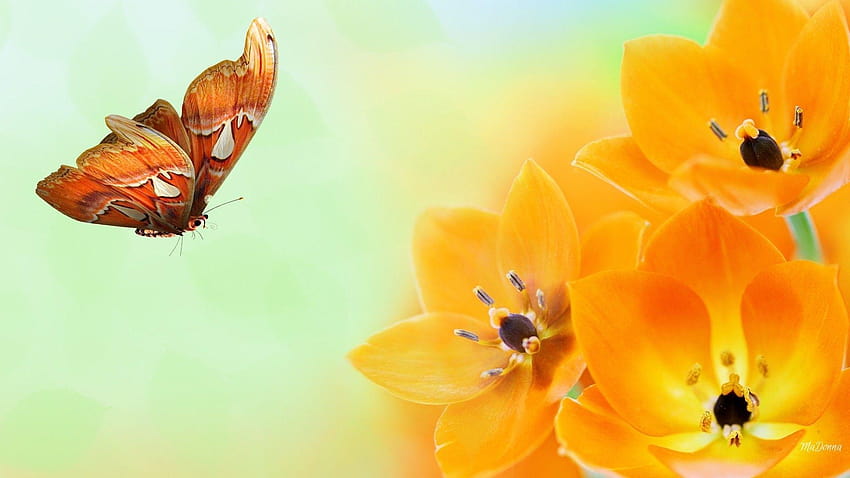 Flower: Butterfly Colors Orange Flowers Summer Spring Bright Flower HD wallpaper