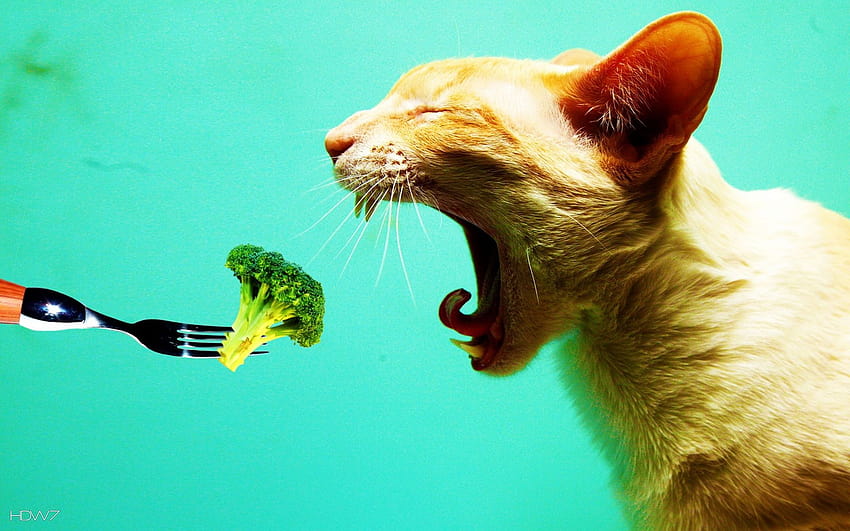 funny food cat HD wallpaper