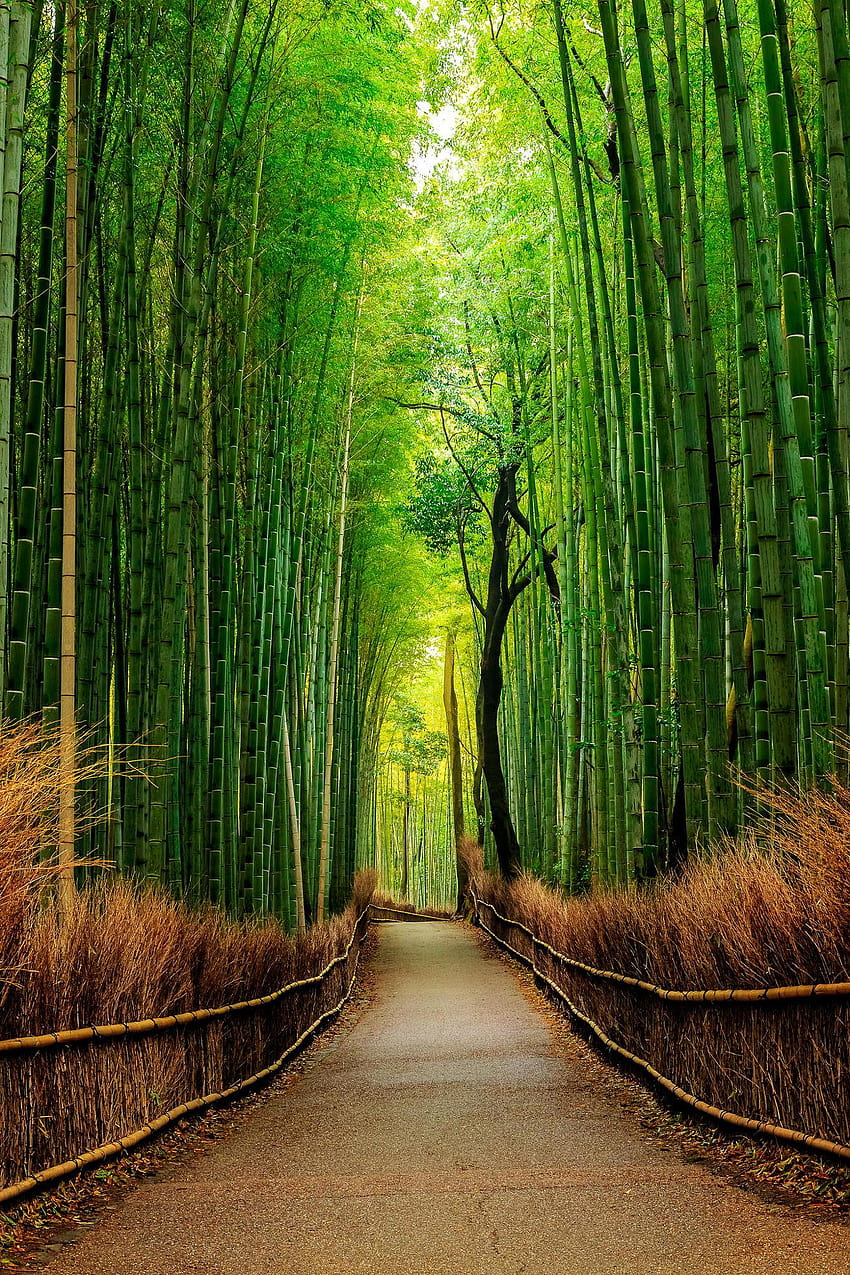 Móvel, floresta de árvores de bambu Papel de parede de celular HD