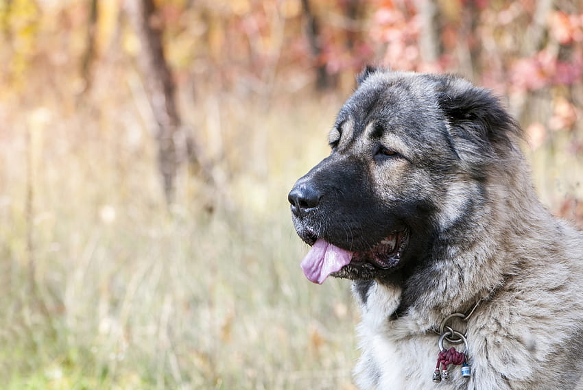 Informações sobre a raça do cão pastor caucasiano e – Dogtime papel de parede HD