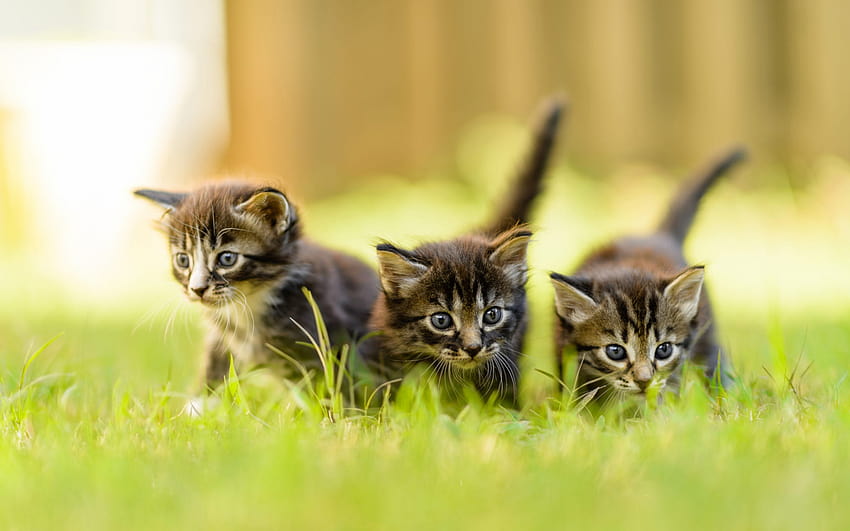 small gray fluffy kittens, American shorthair cats, green grass, pets, cats, three kittens with resolution 1920x1200. High Quality, small summer cats HD wallpaper