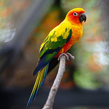 Sun Conure Photos Download The BEST Free Sun Conure Stock Photos  HD  Images