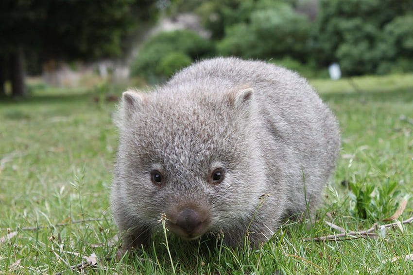 Wombats the animal of australia Stock Photos - Page 1 : Masterfile