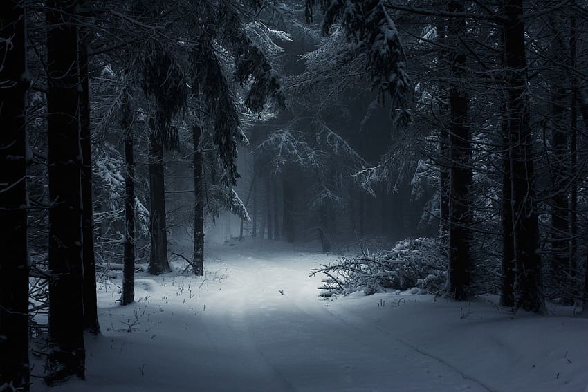 invierno oscuro, bosque, nieve, árboles, camino, frío fondo de pantalla