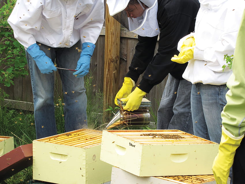 10 Urban Beekeeping Tips HD wallpaper