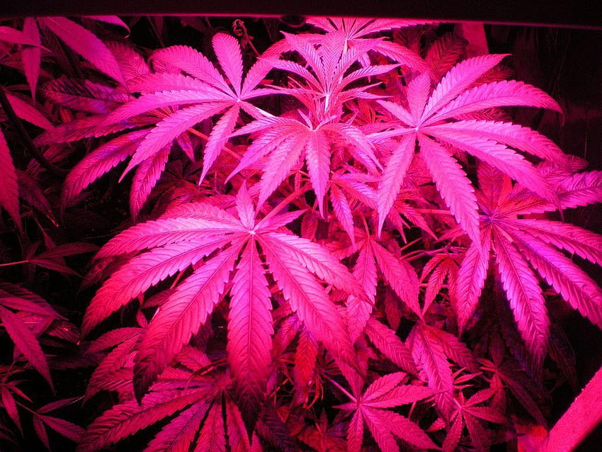 Pink Weed, weed plant tumblr HD wallpaper