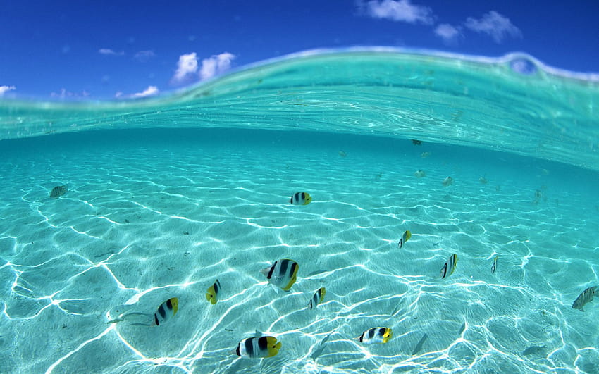 Beautiful fishes in the crystal ocean water, fish in water HD wallpaper