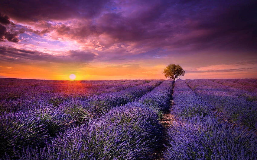 4 Provence, Lavendelfelder Frankreich HD-Hintergrundbild