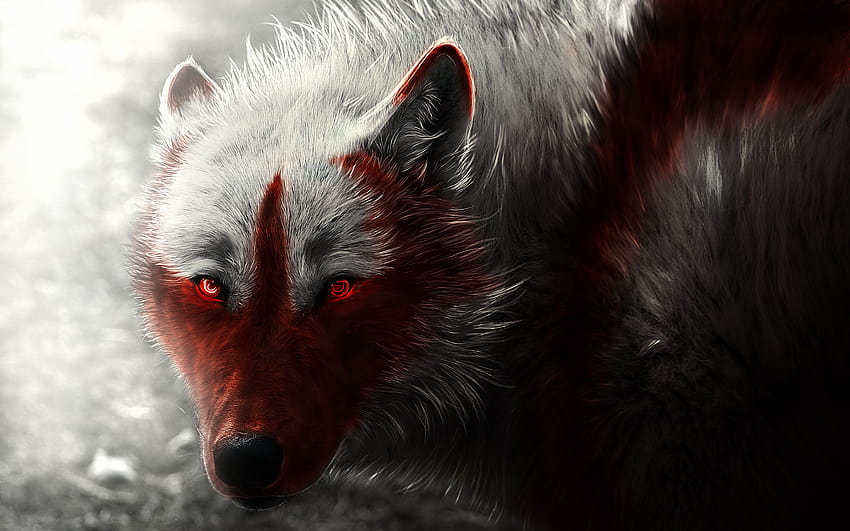 6 Furry Wolf, red wolf HD wallpaper