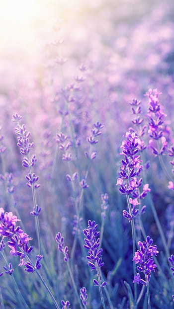 lavender desktop wallpaper