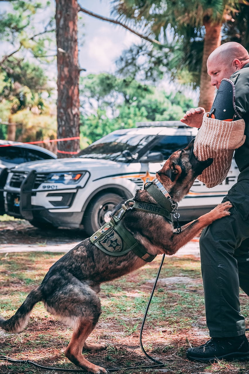 Шерифе, полицейски кучета HD тапет за телефон