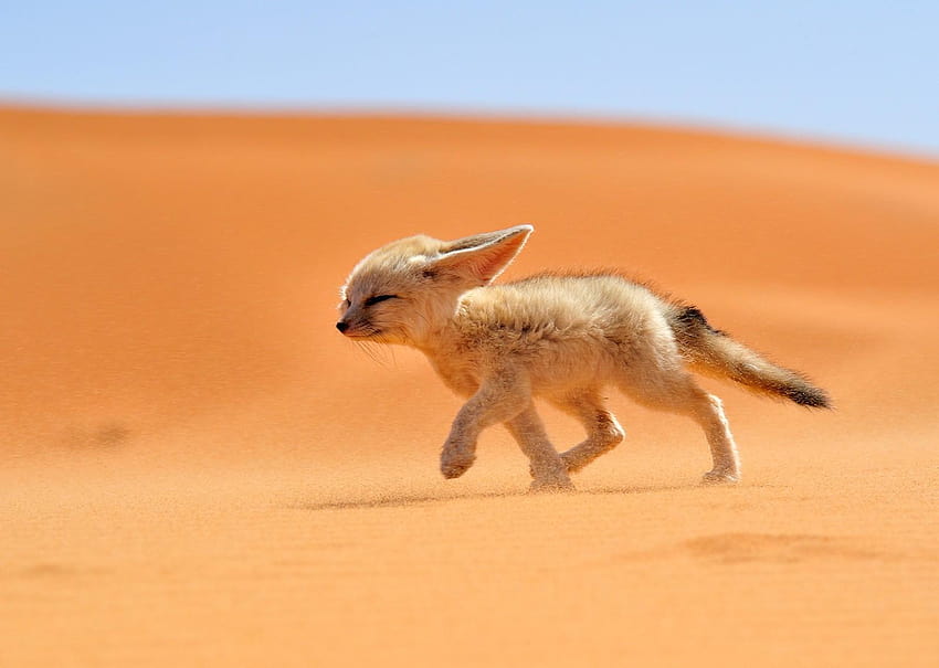 Little Desert Fox, little fox HD wallpaper