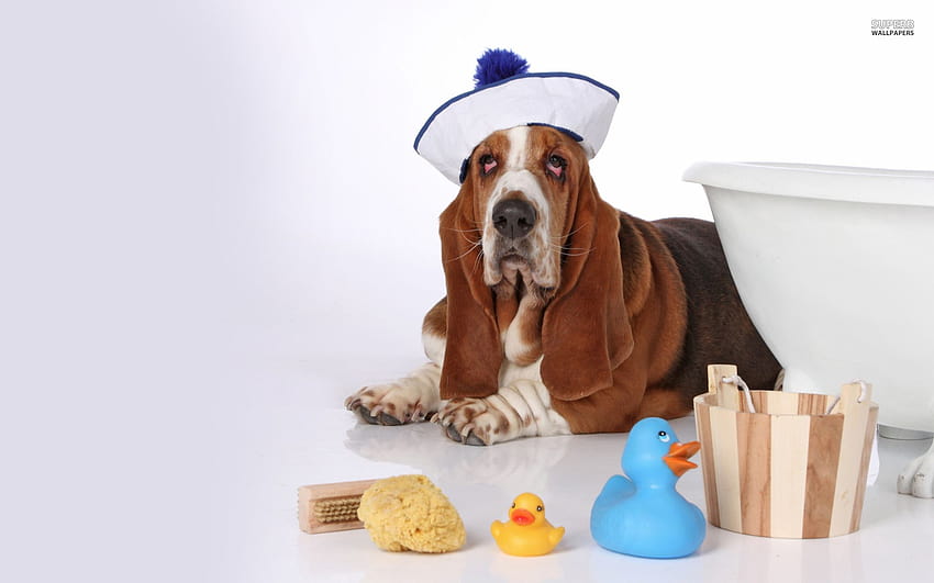 Basset hound in a sailor suit and, dog bath HD wallpaper