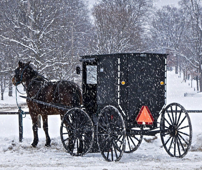Winter: Winter Snowfall Snow Horse Black Buggy Amish Scene, the amish HD wallpaper