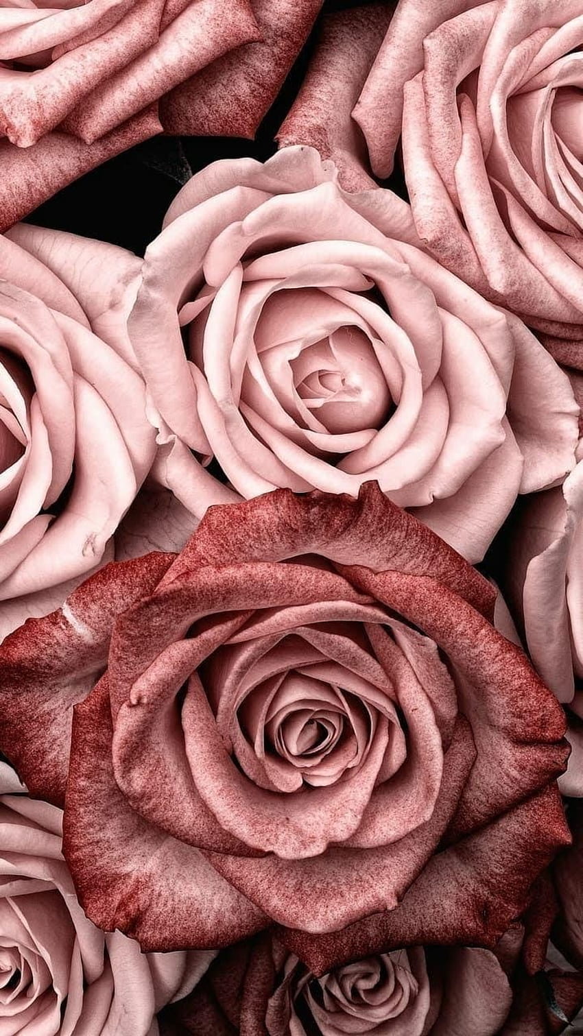Flowers, Rosas Roses And Roses, iphone gold aesthetic HD phone wallpaper