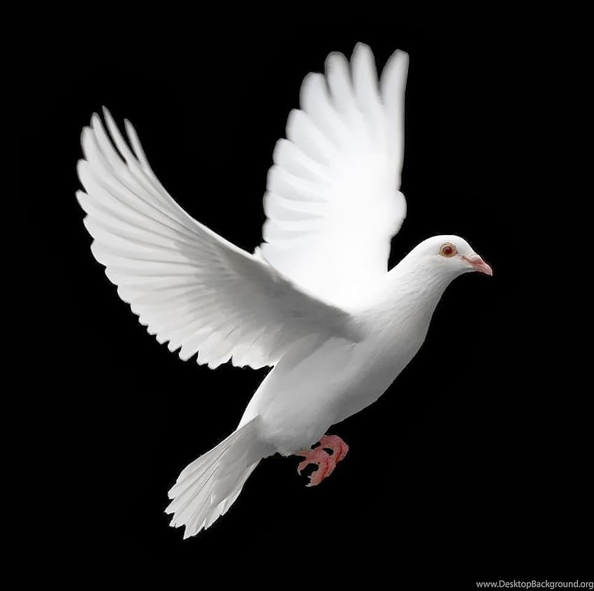 Pigeon Blanc Avec Fond Noir Nouveau Beau De ... Arrière-plans Fond d'écran HD