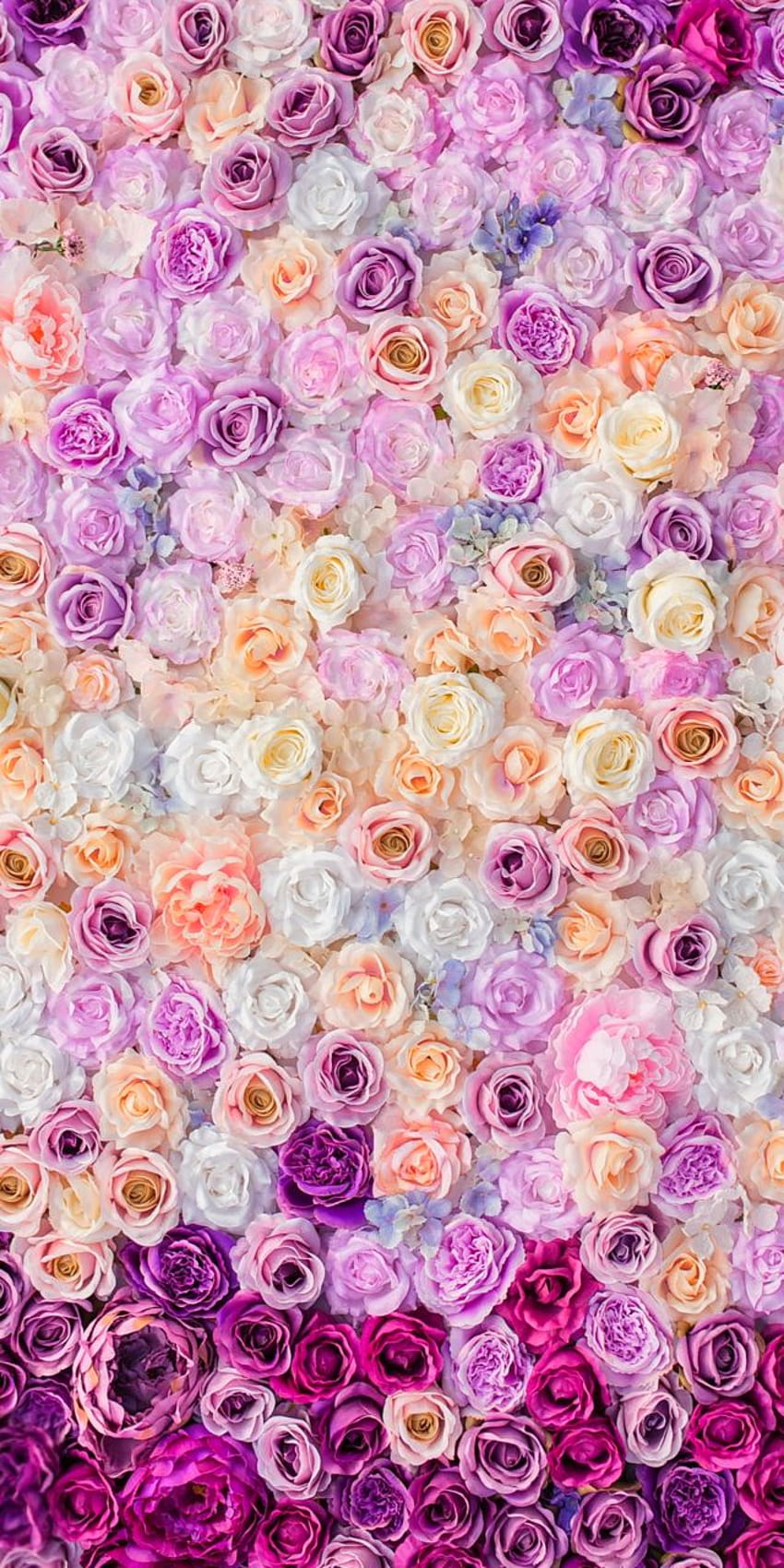 art, background, beautiful, beauty, camera, design, flowers, inspiration, luxury, pastel, pretty, retro, roses, soft, softy, still life, style, vintage, vintage style, we heart it, white, woman, backgrounds HD phone wallpaper