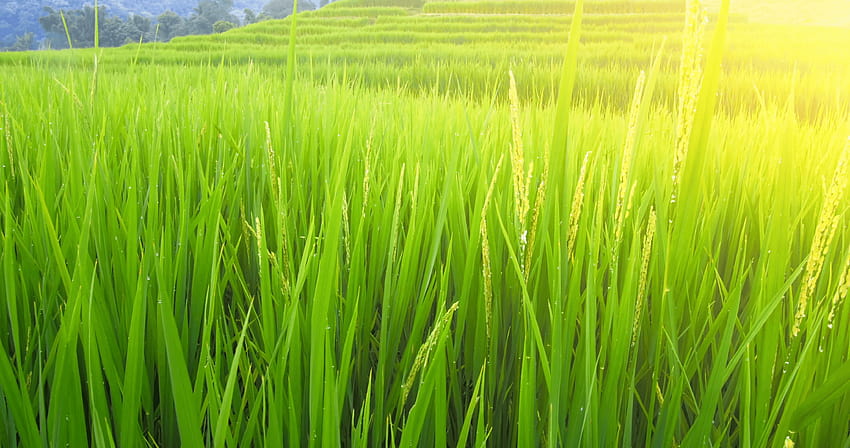Grüne Reisfeld-Paddy-ländliche Farmhintergründe und Sonnenlicht HD-Hintergrundbild