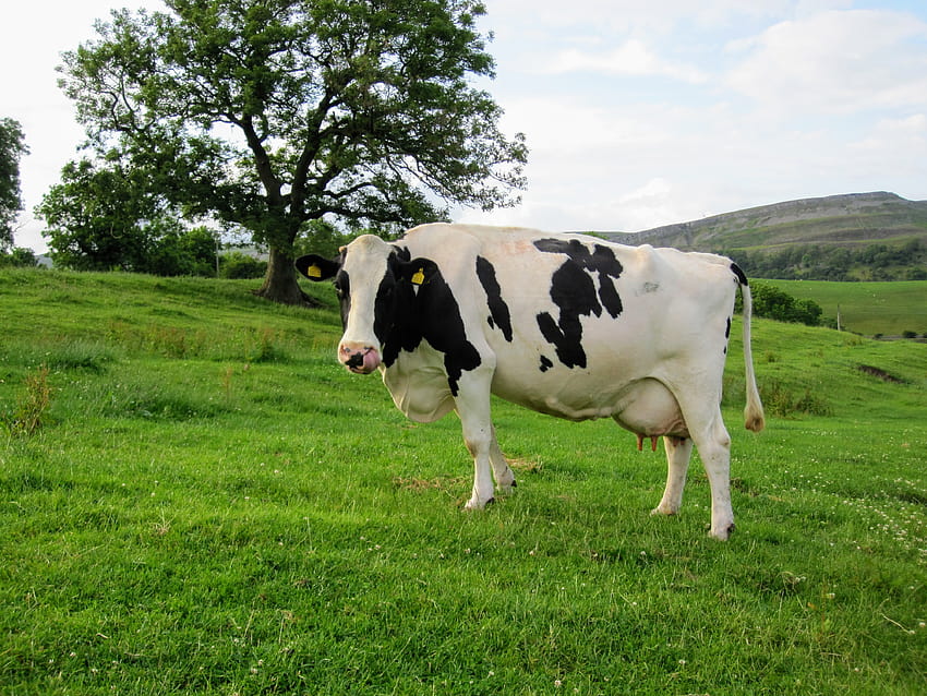 Bydło rasy holsztyńsko-fryzyjskiej, tłuste krowy Tapeta HD