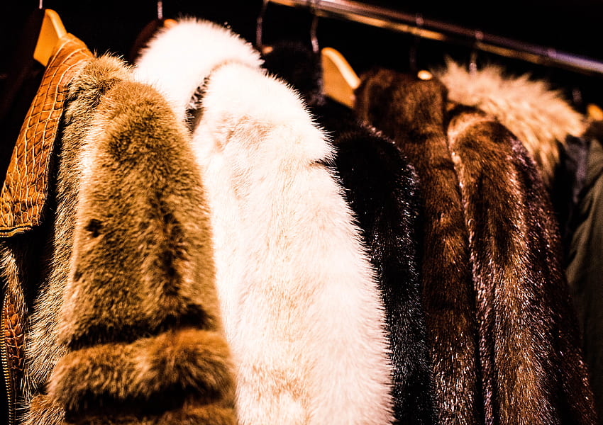Fur Coat HD wallpaper | Pxfuel