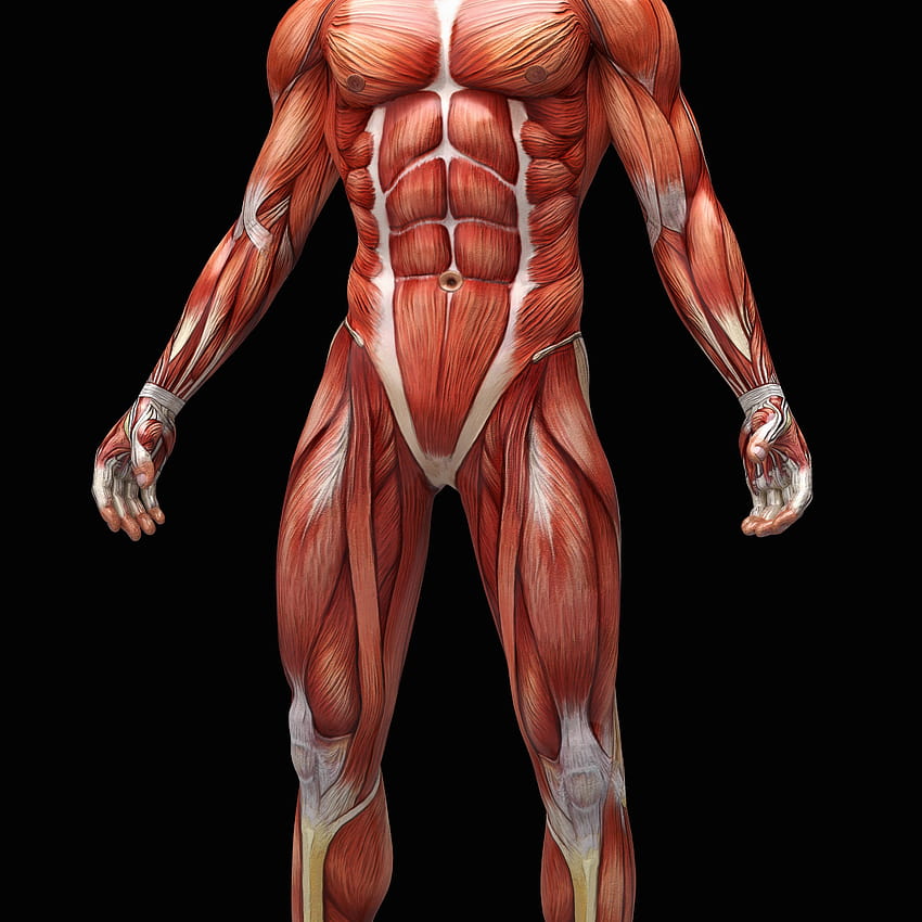 Informazioni sui sistemi di organi nel corpo umano, sistema muscolare Sfondo del telefono HD