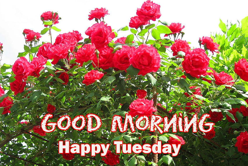 Lovely Red Roses Good Morning Happy ...Pixtrends, Happy Tuesday Hd  Wallpaper | Pxfuel