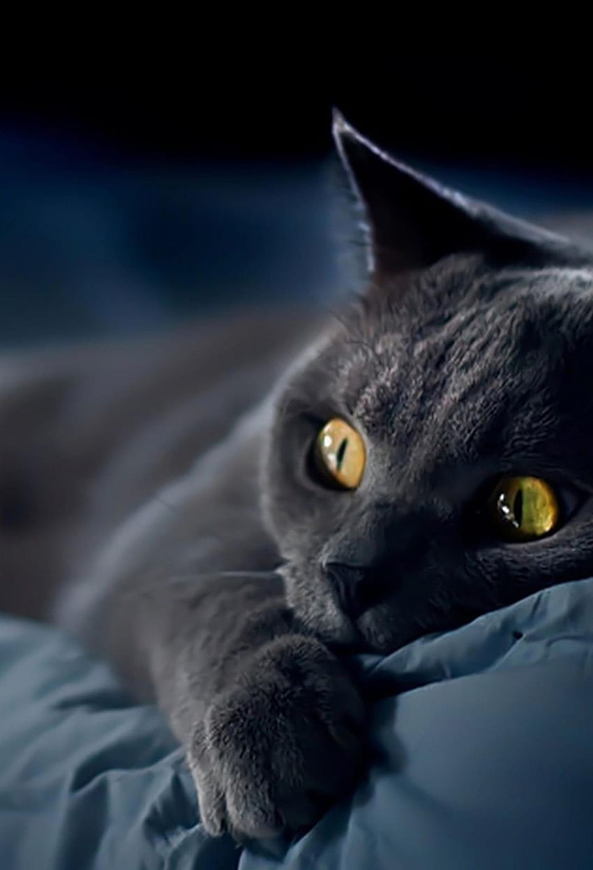 Blue grey cat HD wallpapers | Pxfuel