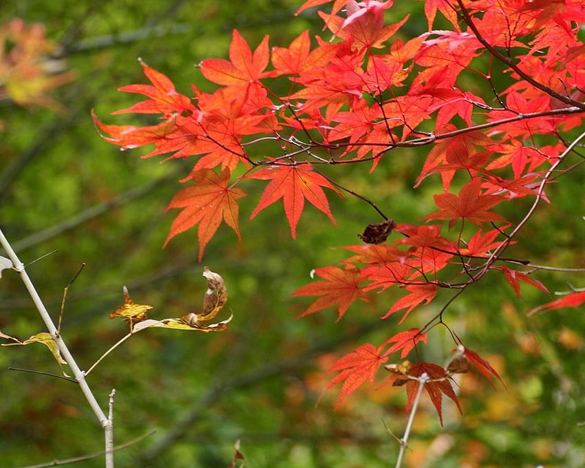 PC Nature Group, komputer alami Wallpaper HD