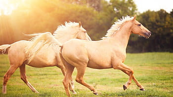 Palomino horses HD wallpapers | Pxfuel