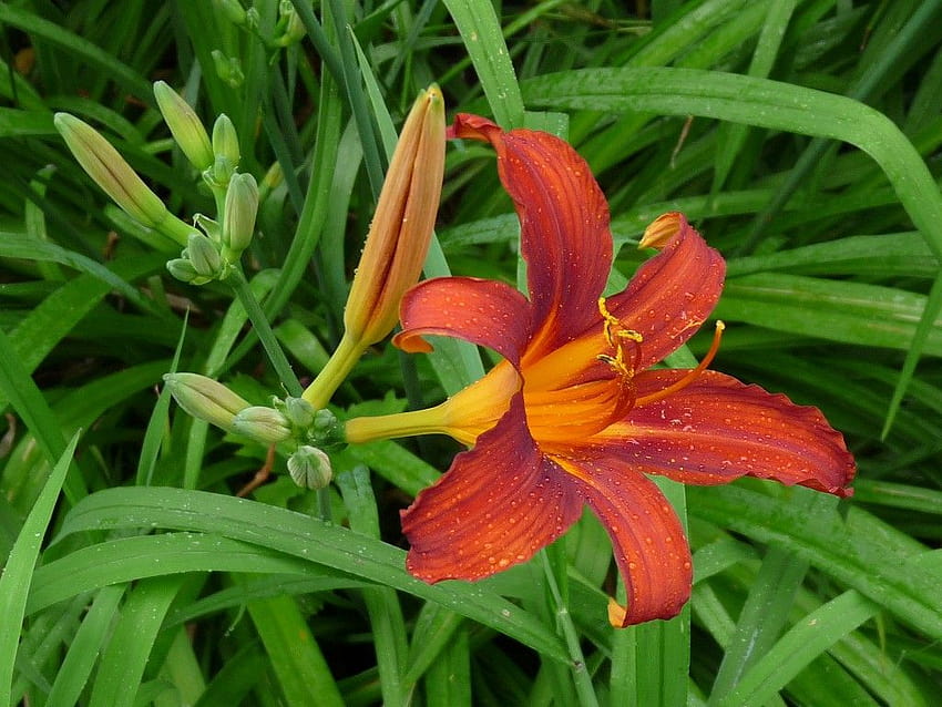 WiseAcre Gardens » Blog Archive » Mehrjährige Blume, orangefarbene Taglilie HD-Hintergrundbild