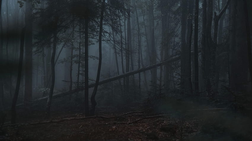 3840x2160 森, 霧, 木, 暗い, 暗い, 暗い森のアニメ 高画質の壁紙