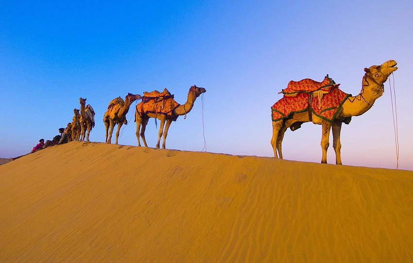 deserto, camelos, caravana papel de parede HD