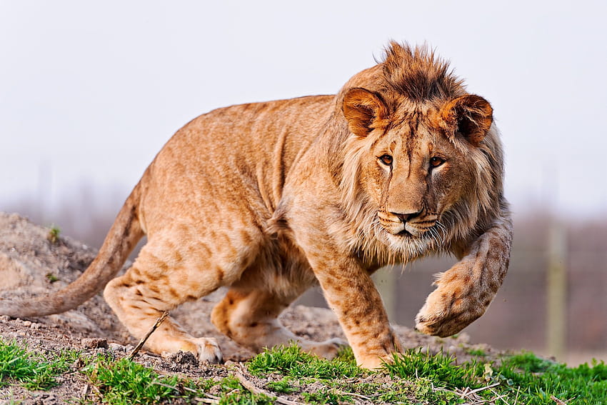 : león, caza, mira, camina, cuida 3000x2000, caza de leones fondo de pantalla