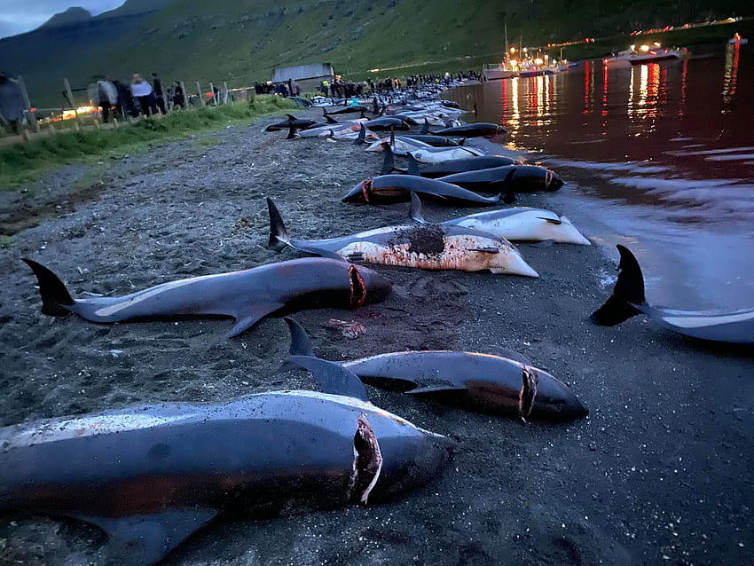 Faroe Islands to Review Dolphin Hunt Polices After Massacre Sparks Outrage HD wallpaper