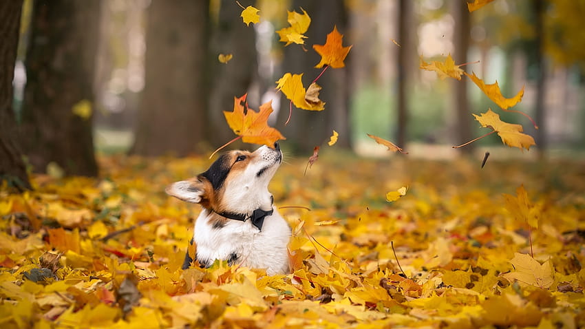 20 Animals in Autumn, movie autumn HD wallpaper