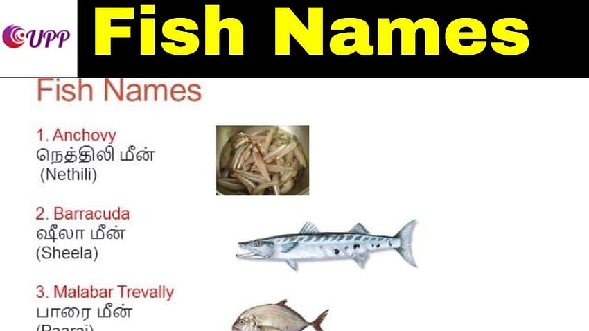 Learn Tamil Through English, basa fish HD wallpaper