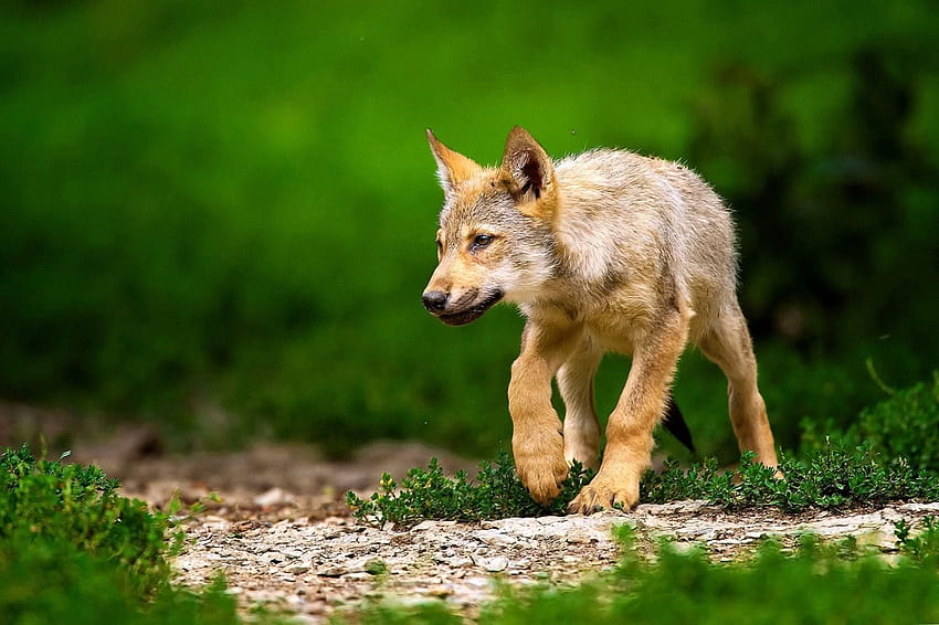 1920x1080px, 1080P Free download | Baby Wolf and Backgrounds on PicGaGa ...