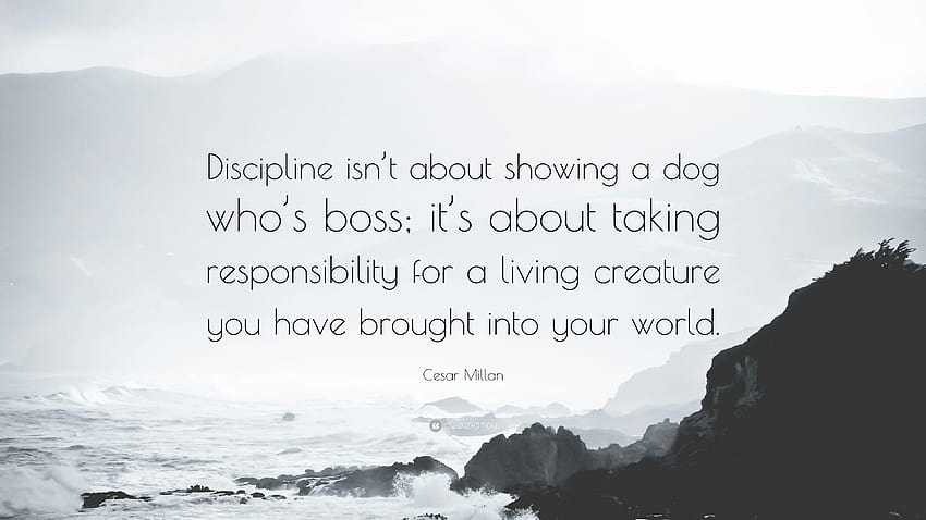 Cita de Cesar Millan: “La disciplina no se trata de mostrarle a un perro quién es el jefe, quién es el jefe fondo de pantalla