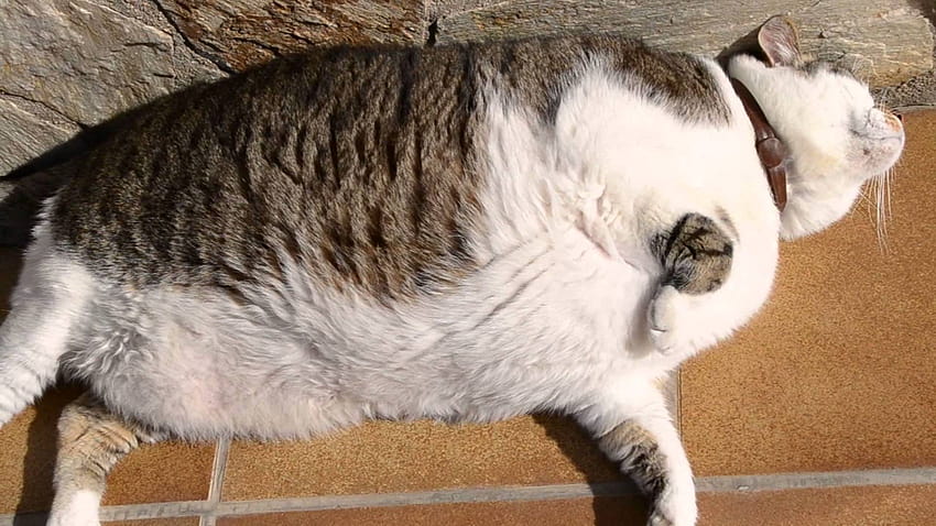 Süße fette Katzener HD-Hintergrundbild