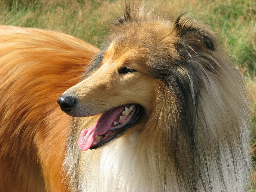 Where Do You Go If You Start With Lassie Lassie 1994 Hd Wallpaper