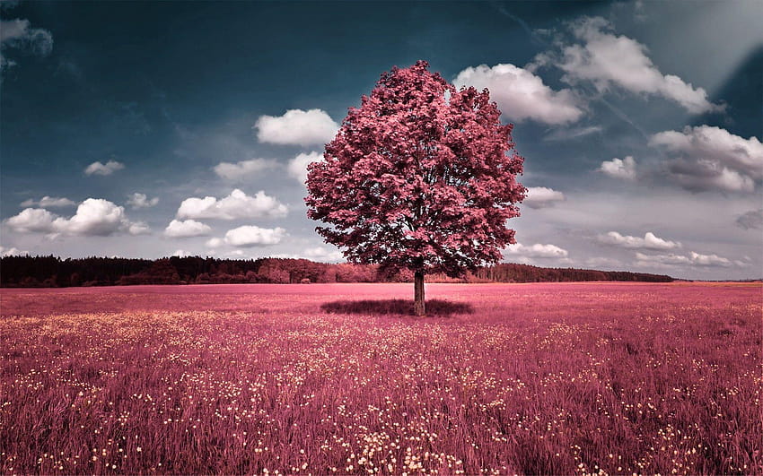 Bel campo di fiori rosa, albero rosa Sfondo HD