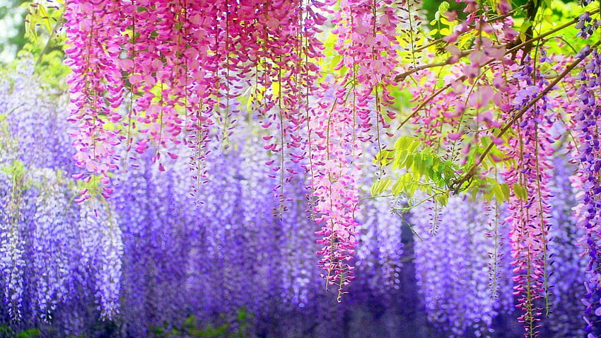 The Beauty Of Wisteria HD wallpaper