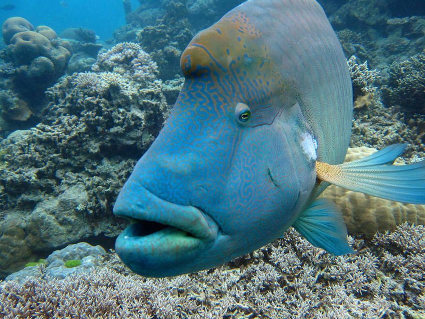 Maori wrasse fish HD wallpaper | Pxfuel