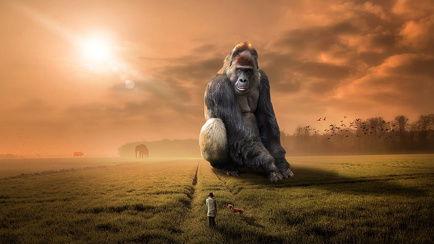 Giant Gorilla Ultra, great ape HD wallpaper