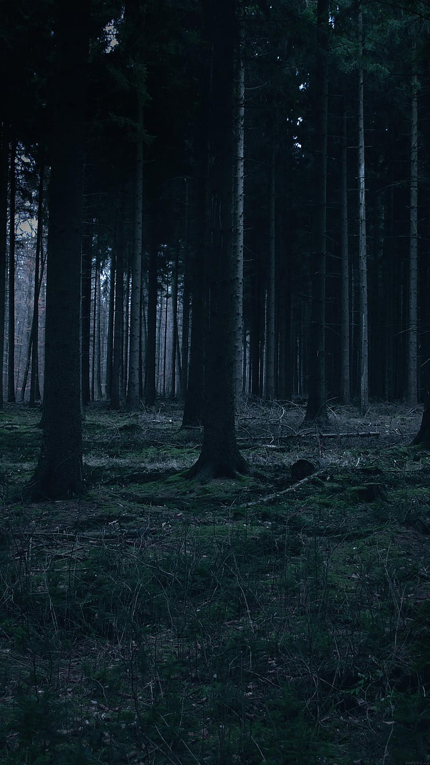 Floresta Noite Escura Árvores Natureza Android, floresta noite Papel de parede de celular HD