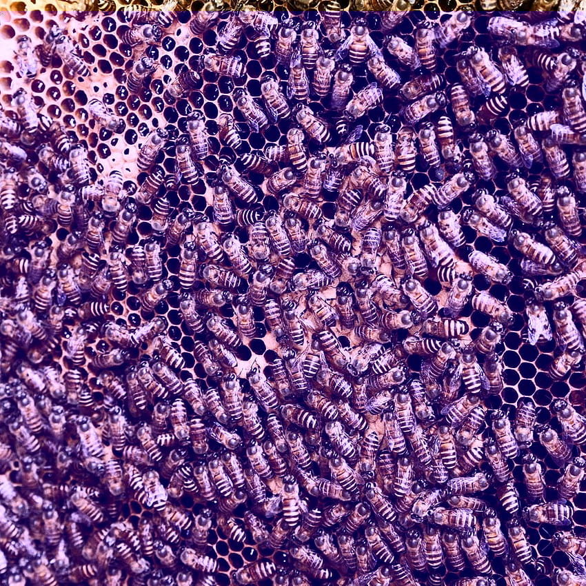 Beehive [HQ], bee hive HD phone wallpaper