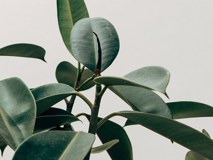 ミニマリスト • 緑の葉の植物 • For You The、ミニマリストのパステル プラント 高画質の壁紙