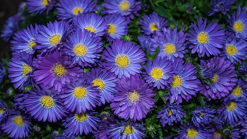 Plants Aster Decorative Purple Flower For PC Tablet And Mobile 3840x2400 : 13 HD wallpaper