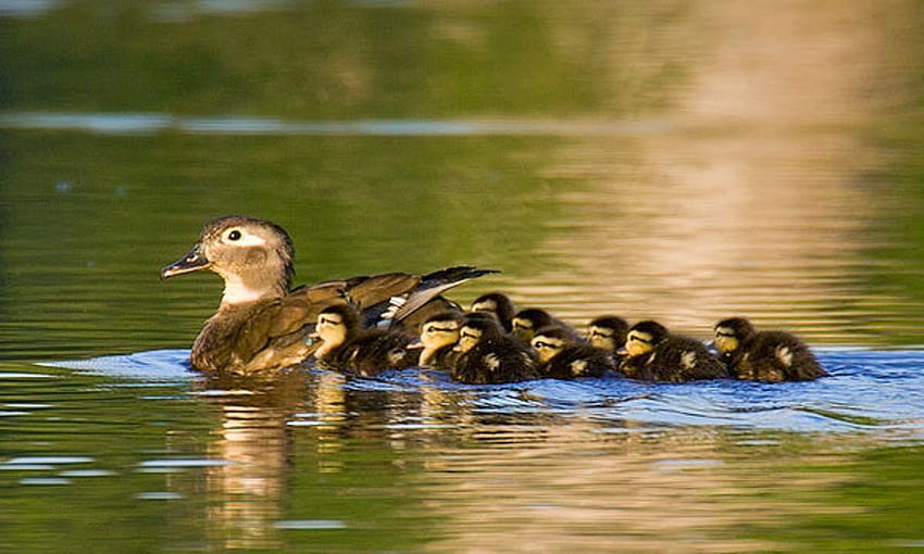 Very Cute Mother And Baby Ducks HD wallpaper