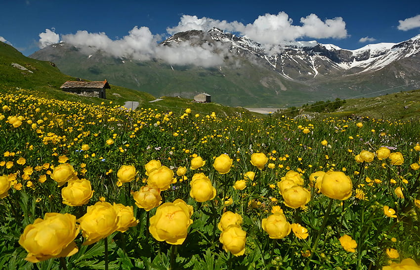 Alps France Nature Mountains flower Ranunculus, mountain flowers HD wallpaper
